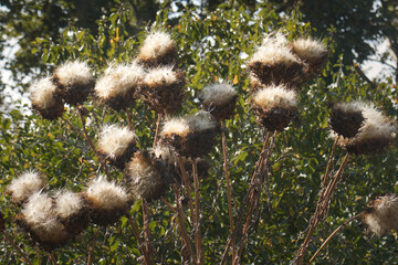 Plant with white fluffy head growing in a garden in  Luisenpark in Mannheim, Germany.