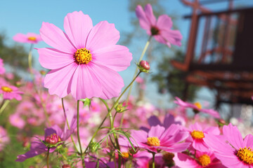 Fototapeta premium Colorful cosmos flowers is blooming in the field.