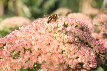 Bees on pink and white flowers growing in Luisenpark on a summer day in Mannheim, Germany.