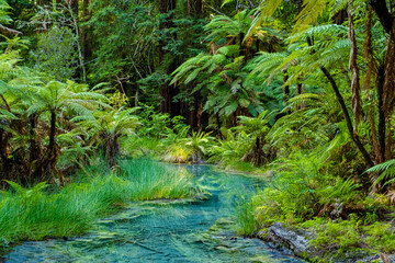 Redwoods forest walk in Rotorua, new Zealand 