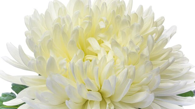 White Chrysanthemum flower extreme close up stock footage. Wedding backdrop, Valentine's Day concept. Holiday, love, birthday design backdrop.
