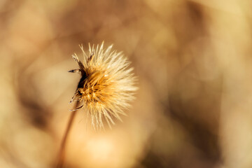 caterpillar on a branch