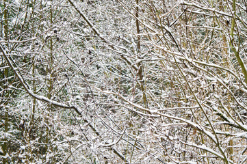 Winter white tree branches in the forest