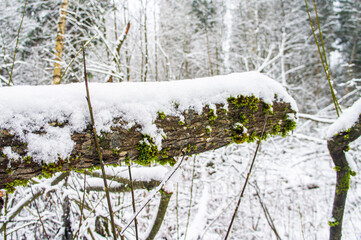 Winter old tree under snow close up