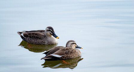 浮かぶカルガモ