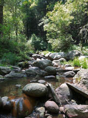 Bosque con arboles altos y río o arrollo con rocas y poca agua