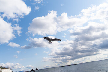 カモメが舞う海