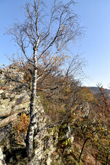 Obraz premium Hohenfels im Nationalpark Hunsrück-Hochwald