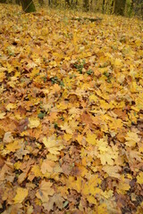 Yellow autumn leaves