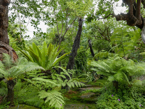 Natural Forest Park at Tham Pha Daen Temple, Sakon Nakhon Province, Thailand