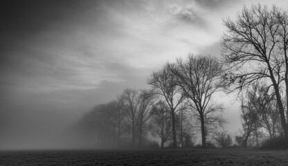 Baumreihe im Nebel