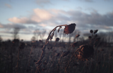 Tote Sonnenblumen