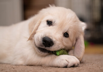 Golden retriever dog puppy playing with toy.