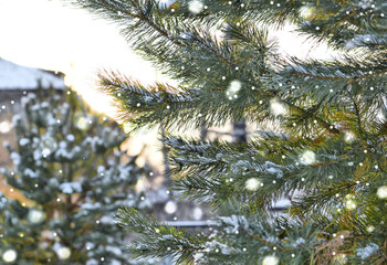 Spruce tree branches covered with snow with blurred background. Green fir needles closeup. Natural coniferous tree textures. Winter nature background. Christmas conifer backdrop.