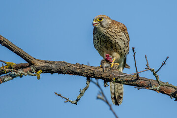 Turmfalke (Falco tinnunculus) Weibchen