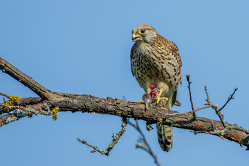 Turmfalke (Falco tinnunculus) Weibchen