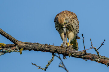 Turmfalke (Falco tinnunculus) Weibchen