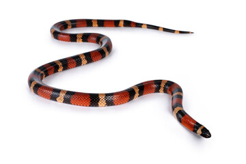 Adult female Pueblan milk snake aka Lampropeltis triangulum campbelli snake, isolated on a white background.