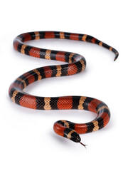 Adult female Pueblan milk snake aka Lampropeltis triangulum campbelli snake, isolated on a white background.