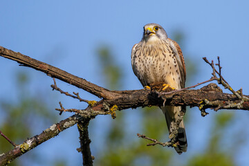 Turmfalke (Falco tinnunculus) Männchen