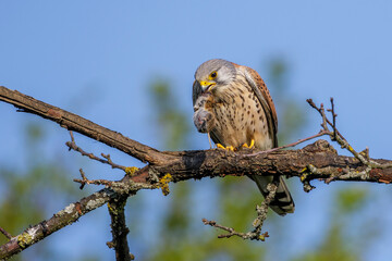 Turmfalke (Falco tinnunculus) Männchen