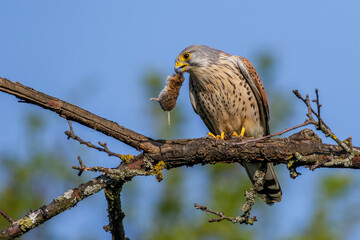 Turmfalke (Falco tinnunculus) Männchen