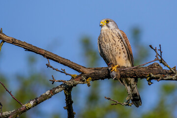 Turmfalke (Falco tinnunculus) Männchen