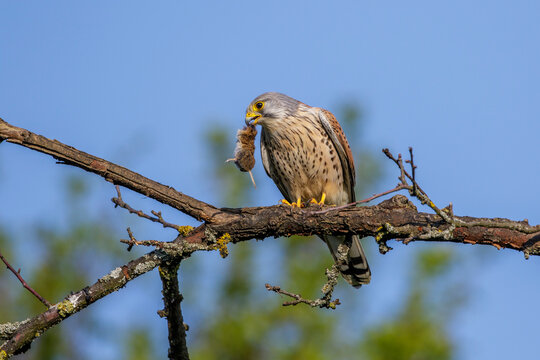 Turmfalke (Falco tinnunculus) M&auml;nnchen
