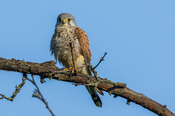 Turmfalke (Falco tinnunculus) Männchen