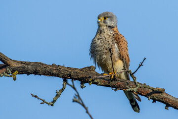 Turmfalke (Falco tinnunculus) Männchen