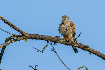 Turmfalke (Falco tinnunculus) Männchen