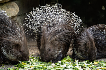 Indian crested Porcupine, Hystrix indica in a german nature park