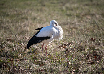 White Stork on Meadow on stormy winterday 
