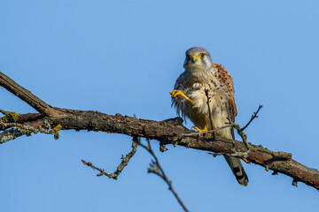 Turmfalke (Falco tinnunculus) Männchen