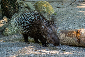 Indian crested Porcupine, Hystrix indica in a german nature park