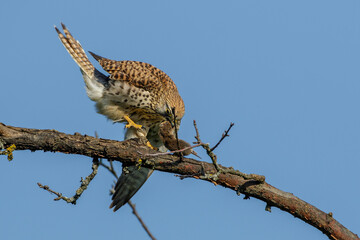 Turmfalke (Falco tinnunculus) Weibchen