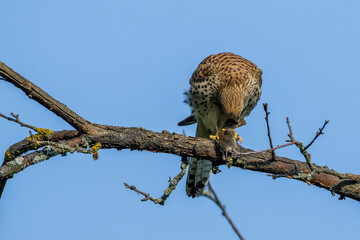 Turmfalke (Falco tinnunculus) Weibchen