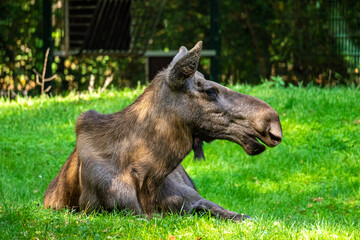 European Moose, Alces alces, also known as the elk