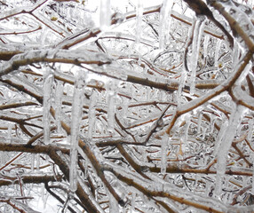 The lilac bush is covered with an ice shell after a freezing winter rain.