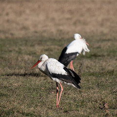 White Stork on Meadow on stormy winterday 