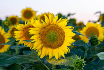 Fototapeta premium field of sunflowers