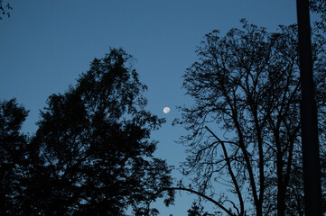 Obraz premium The moon among the trees