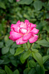 Pink rose in summer garden as natural and holidays background. Greetings card concept