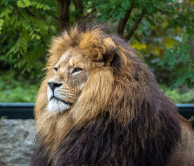 The lion, Panthera leo is one of the four big cats in the genus Panthera
