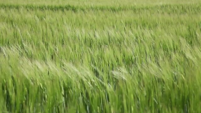 Vent dans un champ de c&eacute;r&eacute;ales au printemps