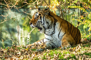 The Siberian tiger,Panthera tigris altaica in the zoo