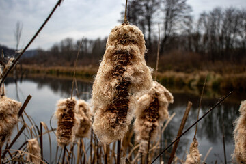 Fototapeta na wymiar reeds at the lake