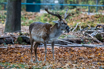 The fallow deer, Dama mesopotamica is a ruminant mammal