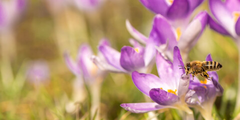 A group of purple crocuses flowers blooms in spring and a bee