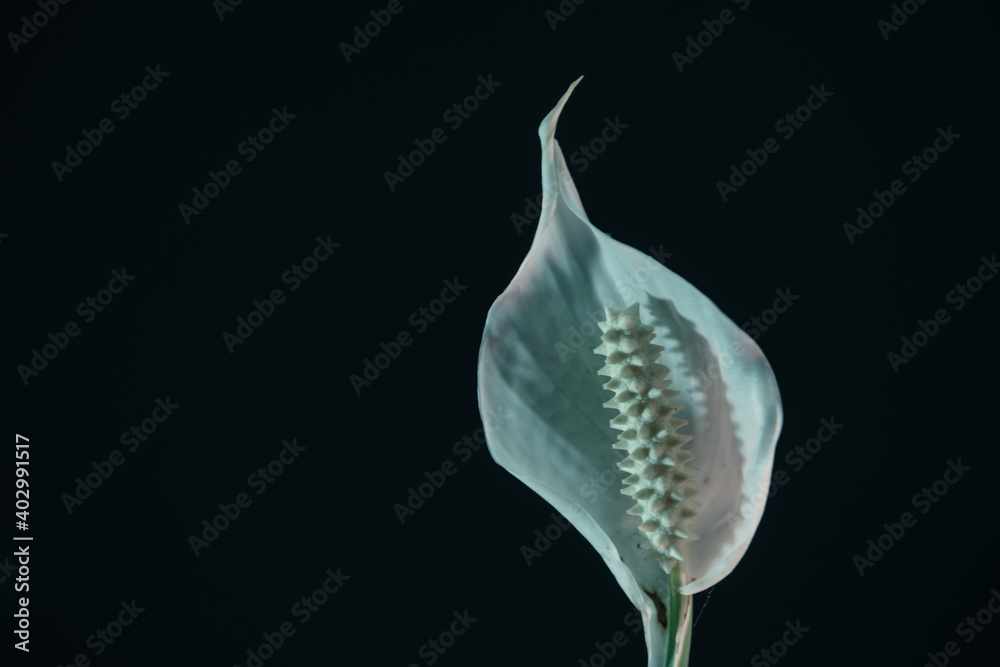 Poster Close up white Spathiphyllum pearl flower isolated on a black background pattern for design...